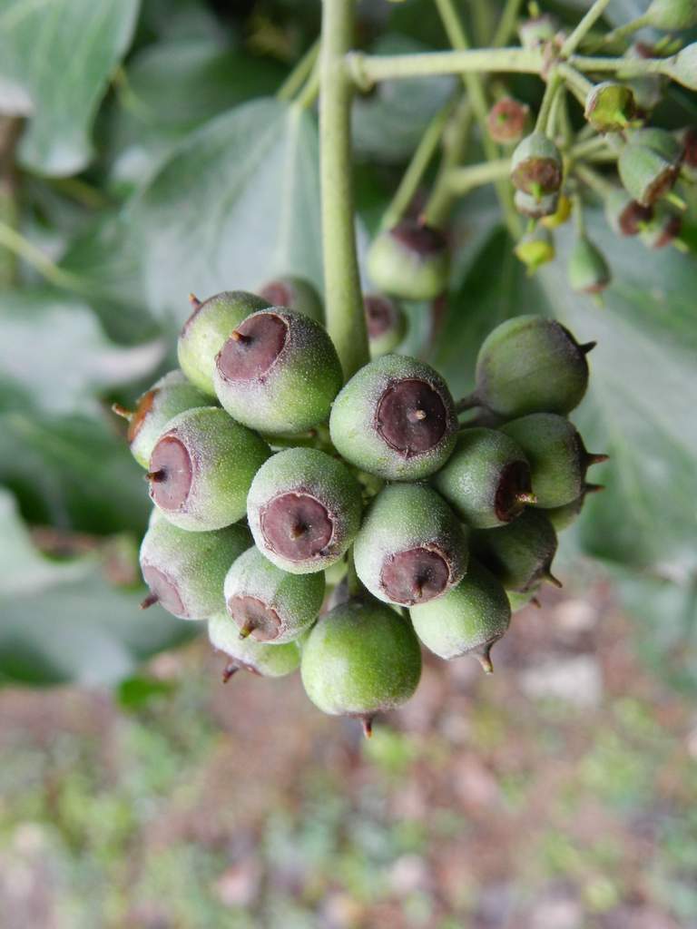Hedera sp.da identificare